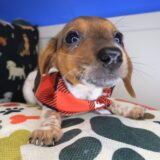 Joey Dachshund 04