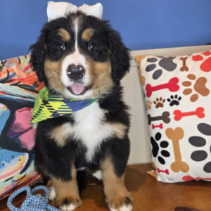 Jovie Bernese Mountain 01 Jovie Bernese Mountain 01