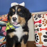 Jovie Bernese Mountain 02