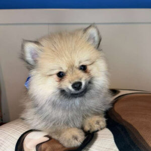 LaStat Pomeranian 01 LaStat Pomeranian 01