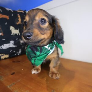 Lollipop Dachshund 01 Lollipop Dachshund 01