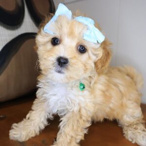 Lumen Maltipoo 01 Lumen Maltipoo 01