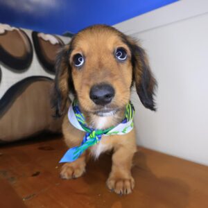 Lyle Dachshund 01 Lyle Dachshund 01