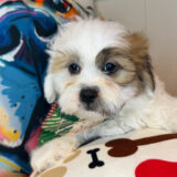 Mac Teddy Bear 02