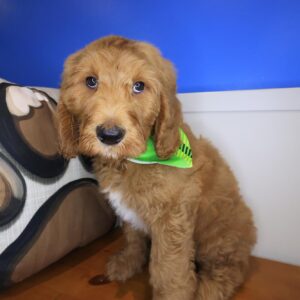 Major Labradoodle 01 Major Labradoodle 01