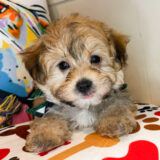Nacho Morkie 01