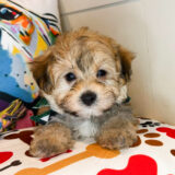 Nacho Morkie 03