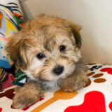 Nacho Morkie 04