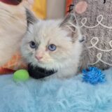Oggy Ragdoll 01