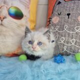 Oggy Ragdoll 02