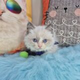 Oggy Ragdoll 03