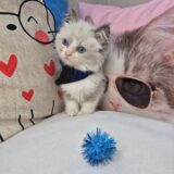Oggy Ragdoll 04