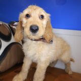 Orbit Goldendoodle 01