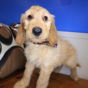 Orbit Goldendoodle 01 Orbit Goldendoodle 01