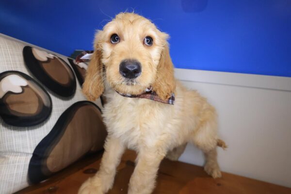 Orbit Goldendoodle 01
