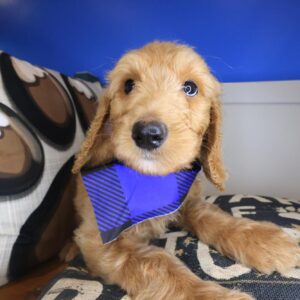 Oregano Labradoodle 01 Oregano Labradoodle 01