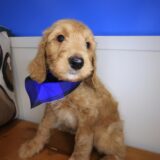 Oregano Labradoodle 02