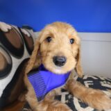 Oregano Labradoodle 03