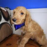 Oregano Labradoodle 04
