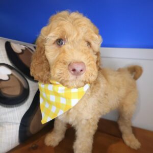 Panda Goldendoodle 01 Panda Goldendoodle 01