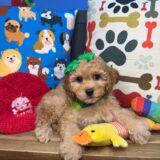 Petunia Cavapoo 01