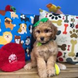 Petunia Cavapoo 02
