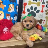Petunia Cavapoo 03