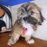 Quincy Lhasapoo 01