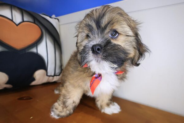 Quincy Lhasapoo 01