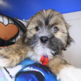 Quincy Lhasapoo 02
