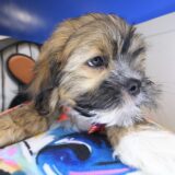 Quincy Lhasapoo 03