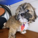 Quincy Lhasapoo 04