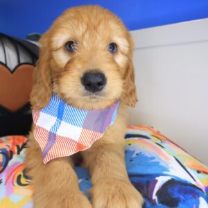 Quirk Goldendoodle 01 Quirk Goldendoodle 01