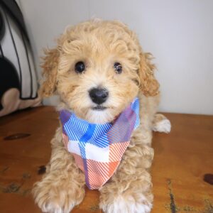 Randall Bichapoo 01 Randall Bichapoo 01