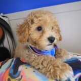 Randall Bichapoo 03