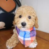 Randall Bichapoo 04
