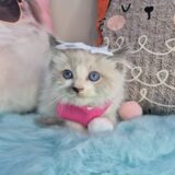 Rihanna Ragdoll 01