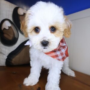 Ringo Maltipoo 01 Ringo Maltipoo 01