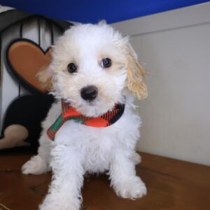 Rudy Bichapoo 01