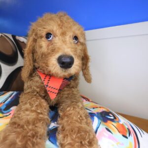 Rudy Labradoodle 01 Rudy Labradoodle 01