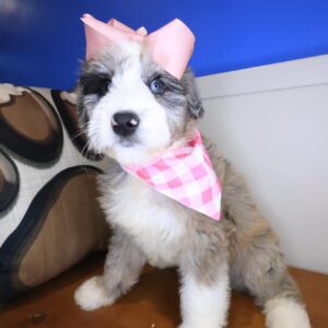 Sallie Aussiedoodle 01 Sallie Aussiedoodle 01