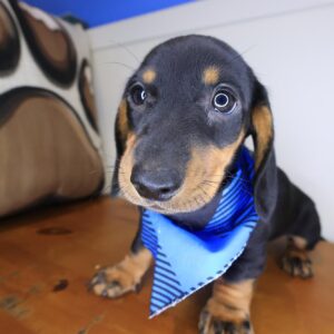Scooby Doo Dachshund 01 Scooby Doo Dachshund 01