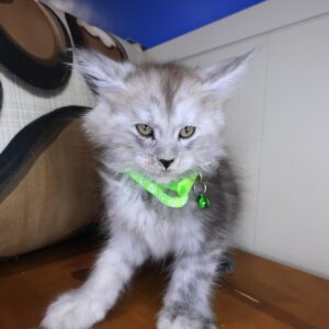 Scout Maine Coon 01 Scout Maine Coon 01
