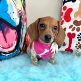 Shelby Dachshund 01