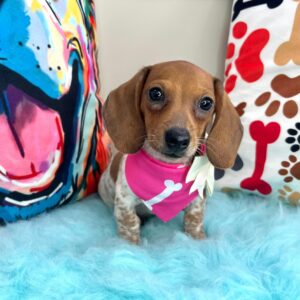 Shelby Dachshund 01 Shelby Dachshund 01