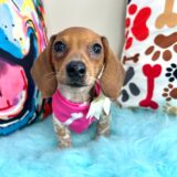 Shelby Dachshund 02