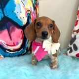 Shelby Dachshund 03