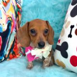 Shelby Dachshund 04