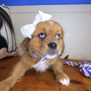 Sissy Lhasapoo 01