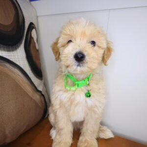Smidge Maltipoo 01 Smidge Maltipoo 01